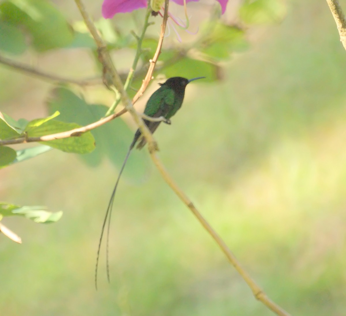 Colibri à tête noire ou C. à bec noir - ML522301731