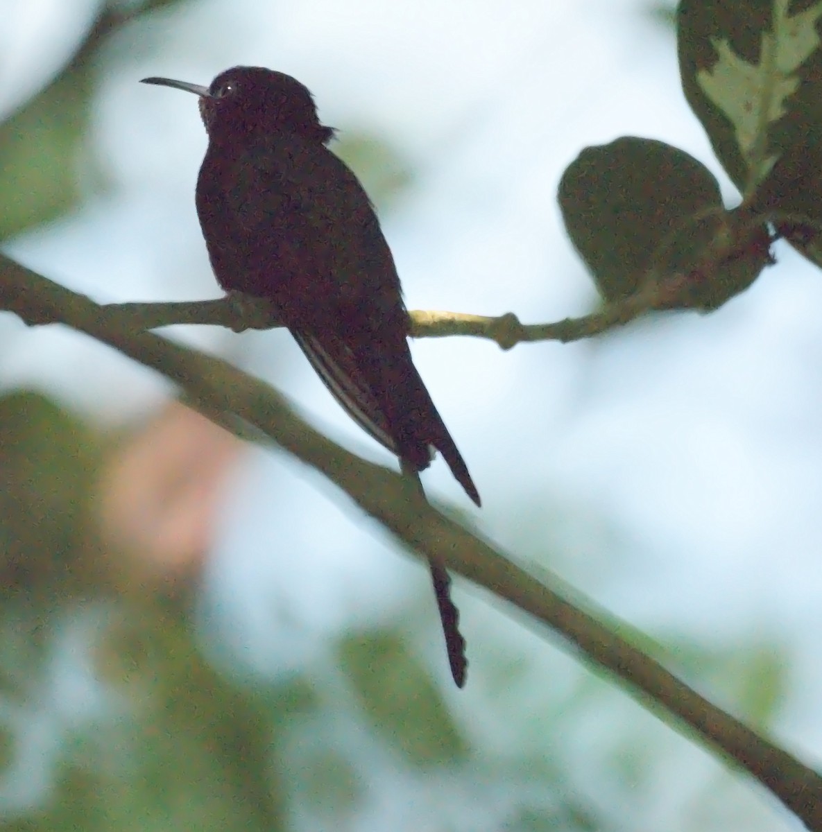 Colibri à tête noire ou C. à bec noir - ML522301741