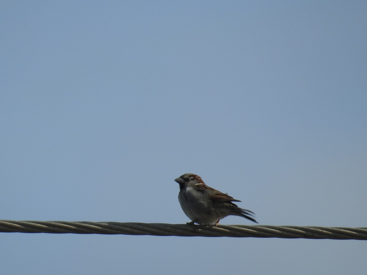 House Sparrow - ML522302401