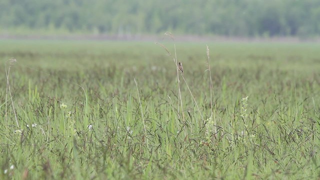 Aquatic Warbler - ML522303011