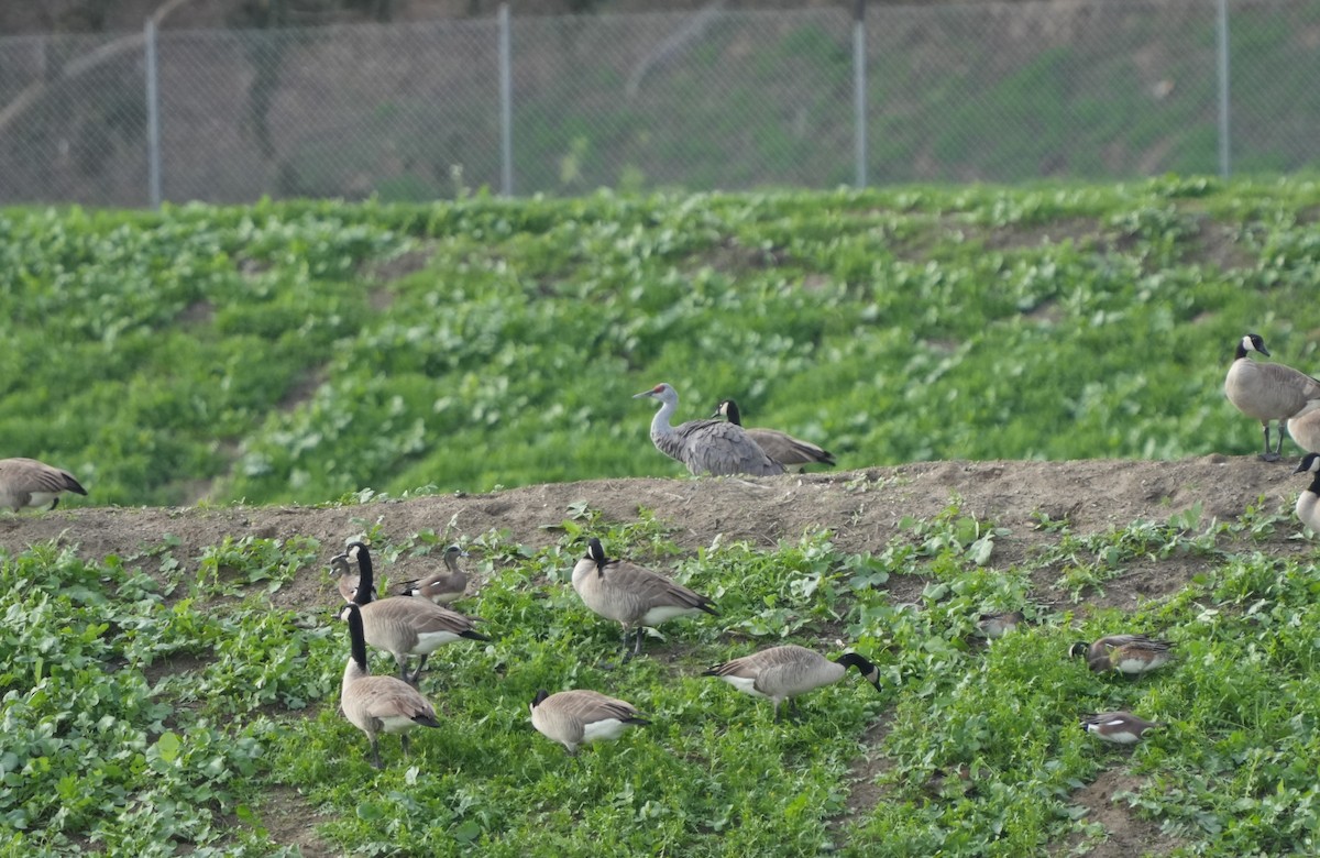 Sandhill Crane - ML522304151