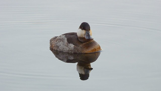Ruddy Duck - ML522305911