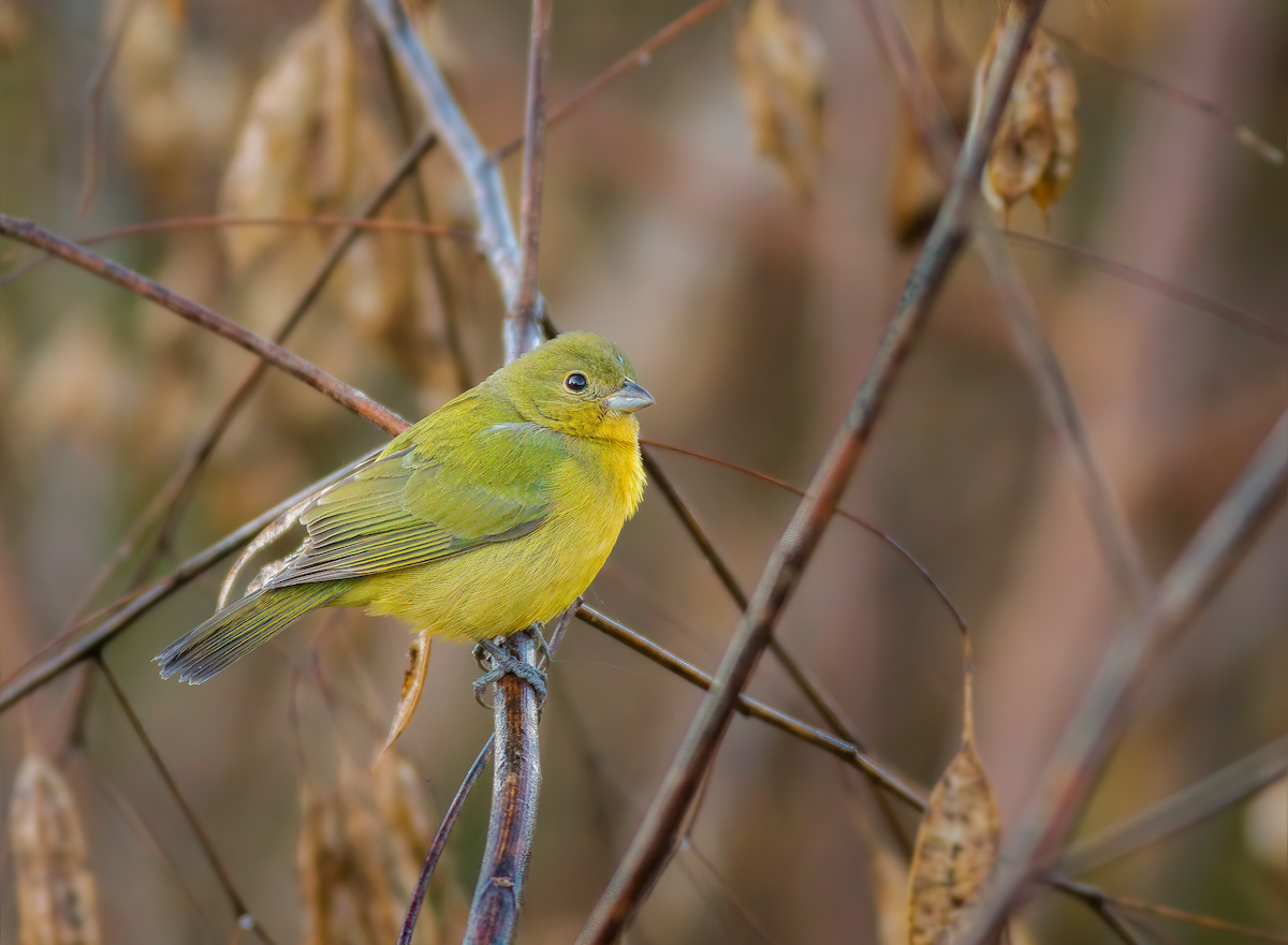 Painted Bunting - ML522306721