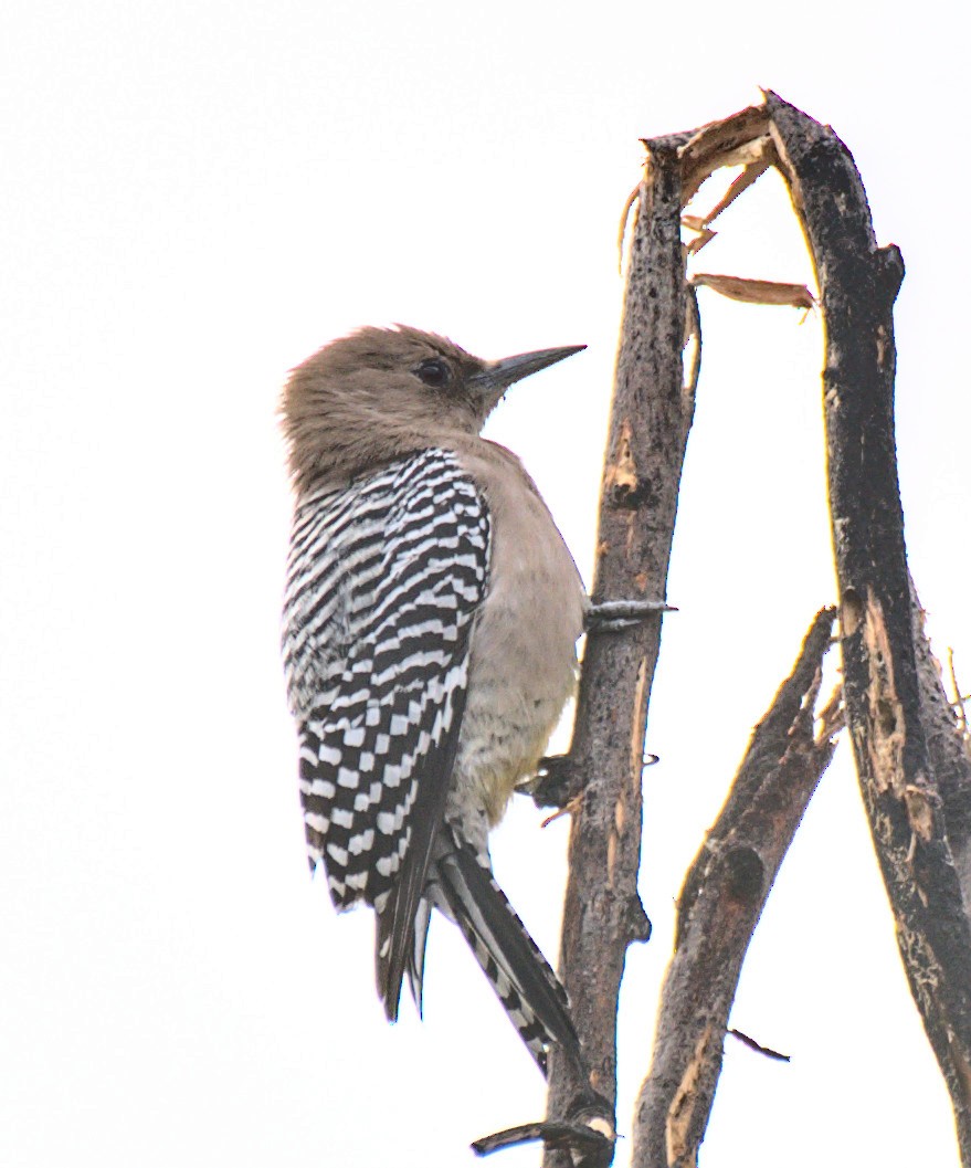 Gila Woodpecker - ML522307341