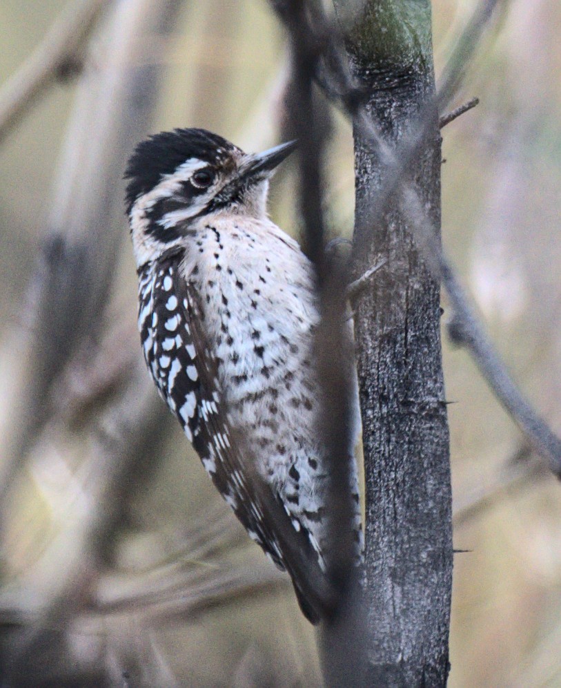 Ladder-backed Woodpecker - ML522307401