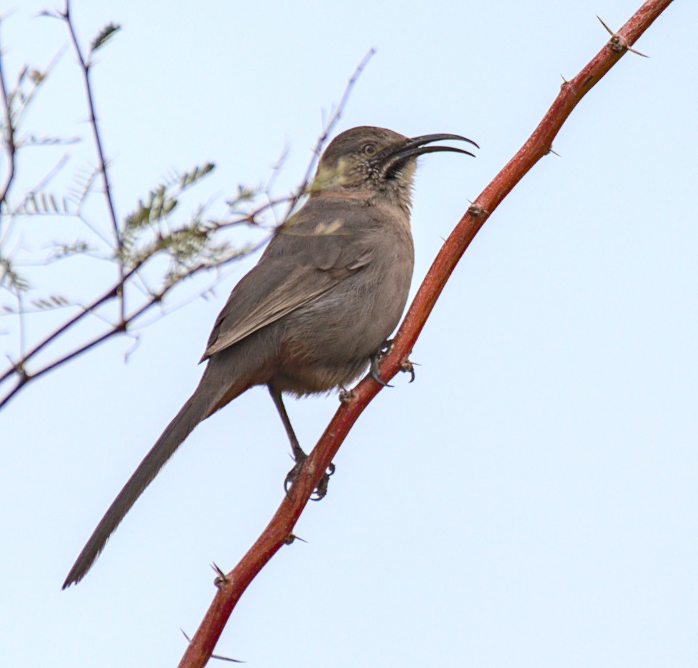 Crissal Thrasher - ML522307611