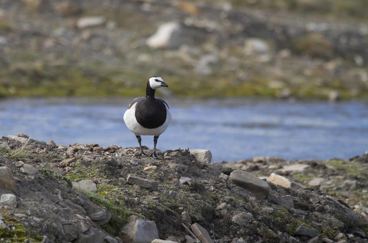 Barnacle Goose - ML522308471