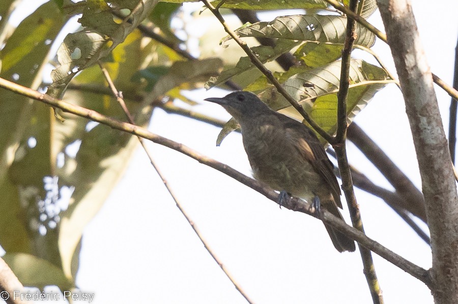 Plain Honeyeater - ML522309231