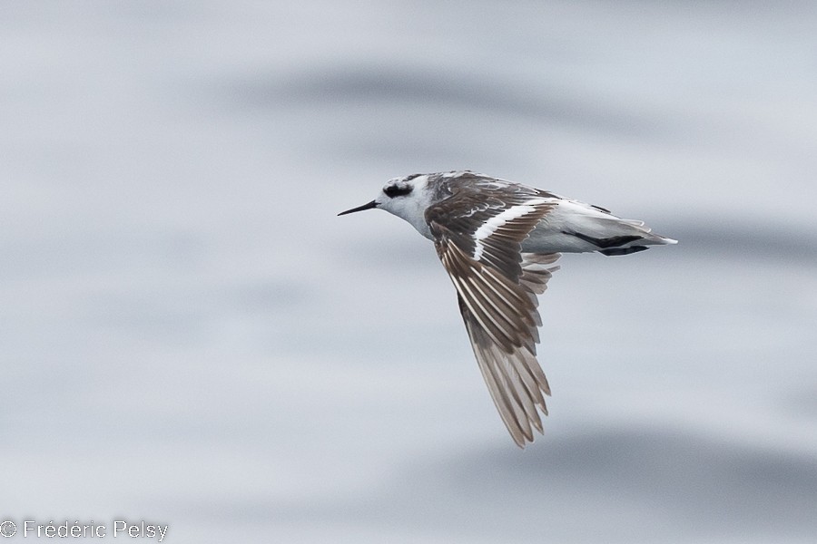 Phalarope à bec étroit - ML522310081