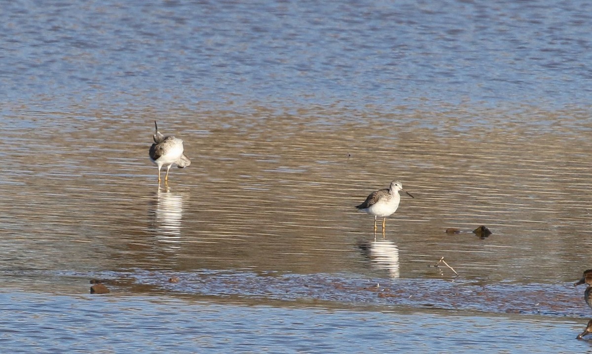 Greater Yellowlegs - ML522310671