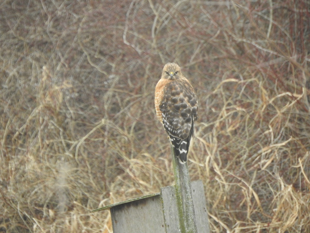 Red-shouldered Hawk - ML522311851