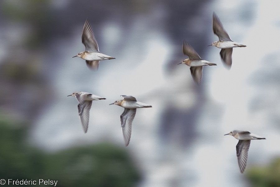 Sharp-tailed Sandpiper - ML522311911