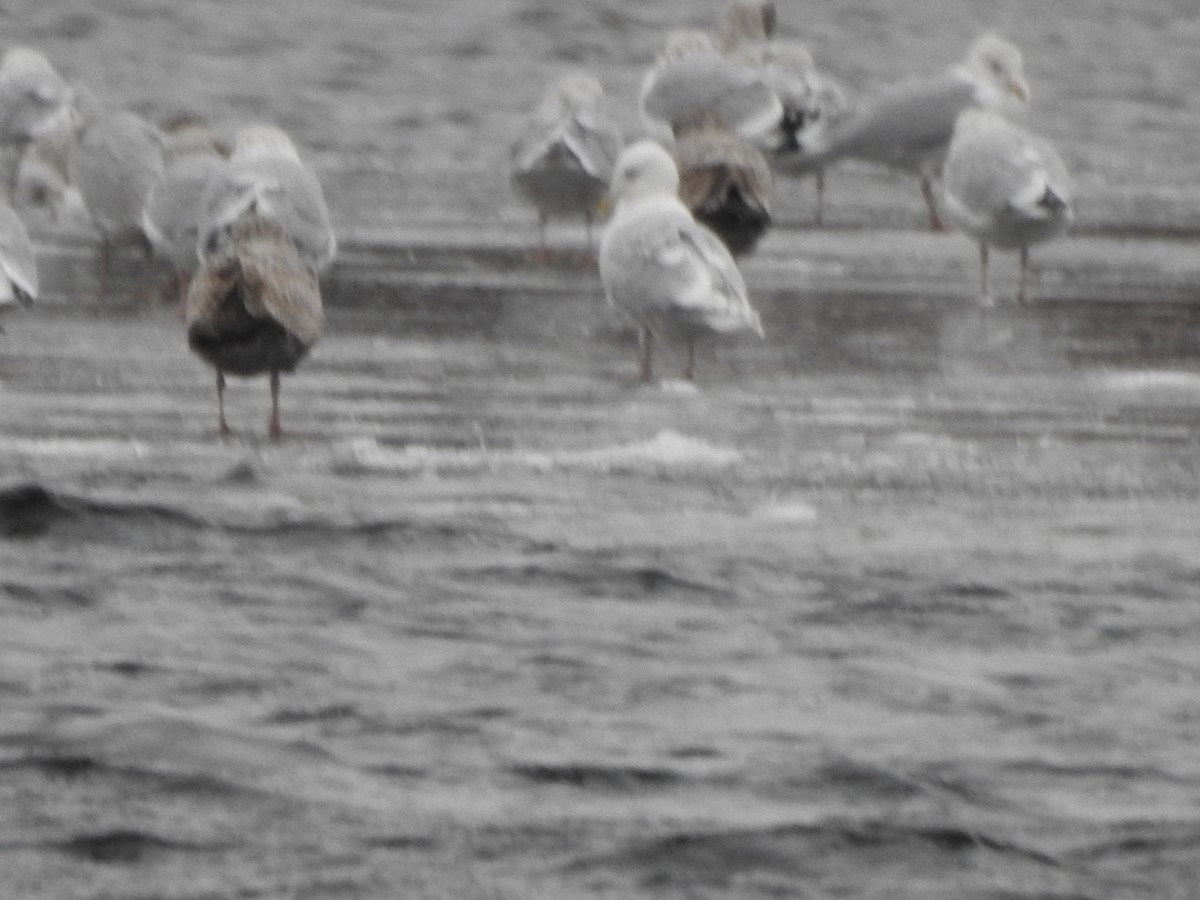 Iceland Gull - ML522312061