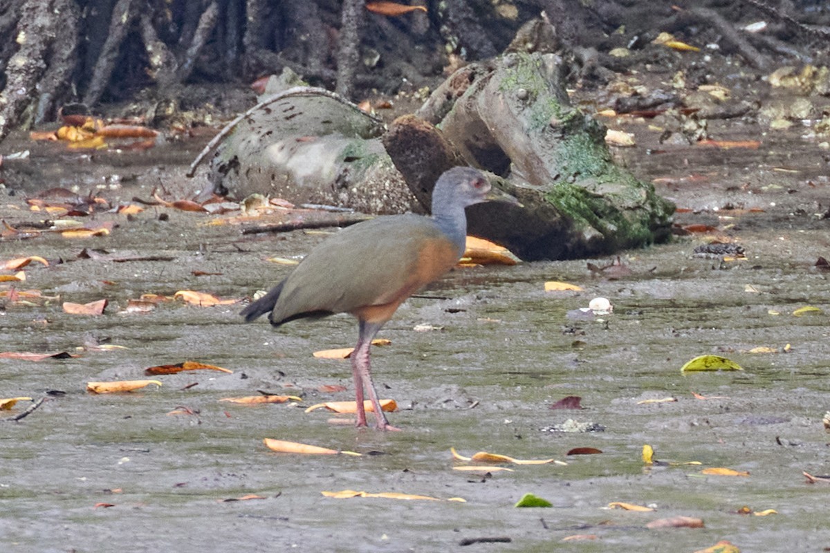 Gray-cowled Wood-Rail - Renato Banzai