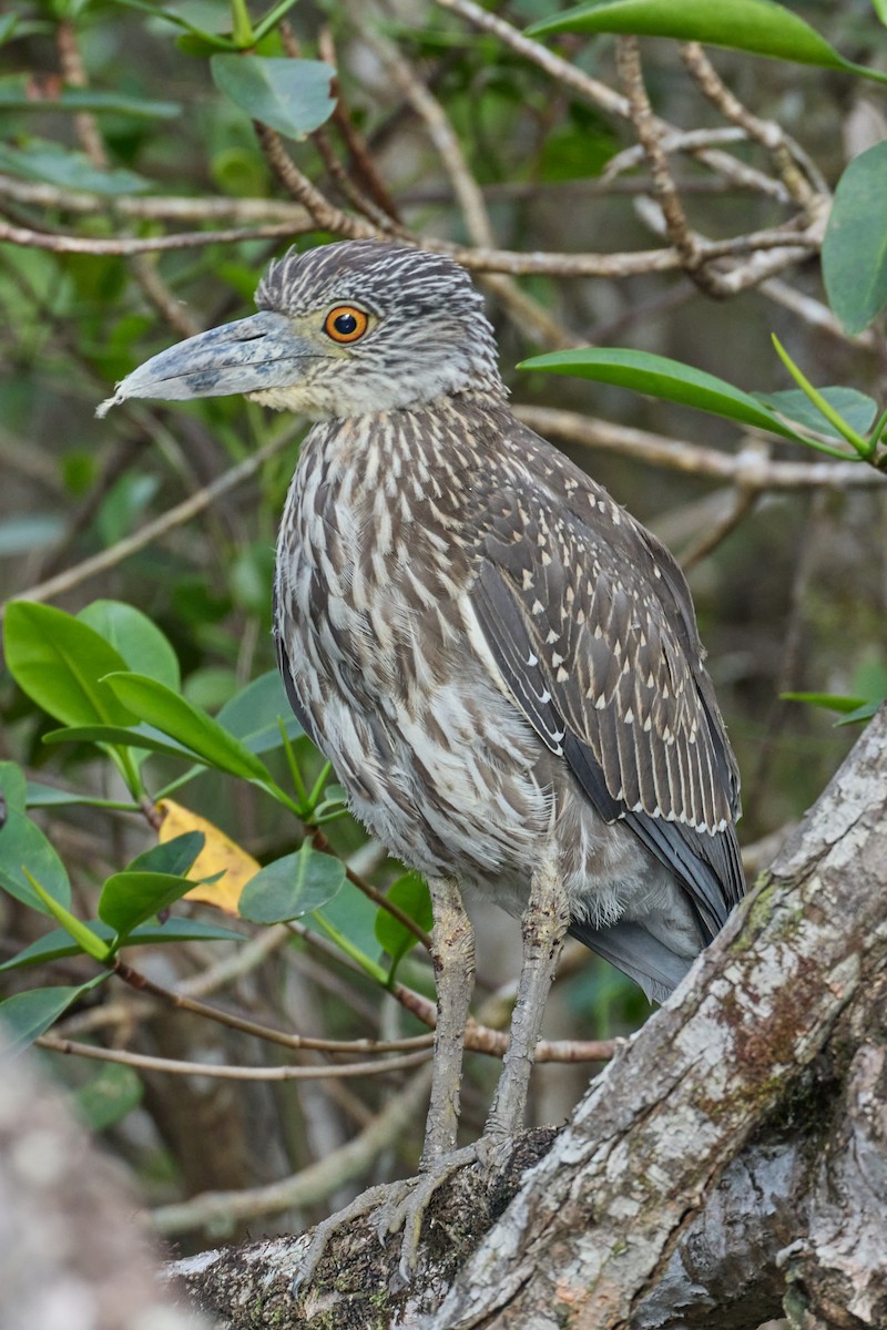 Yellow-crowned Night Heron - ML522312301