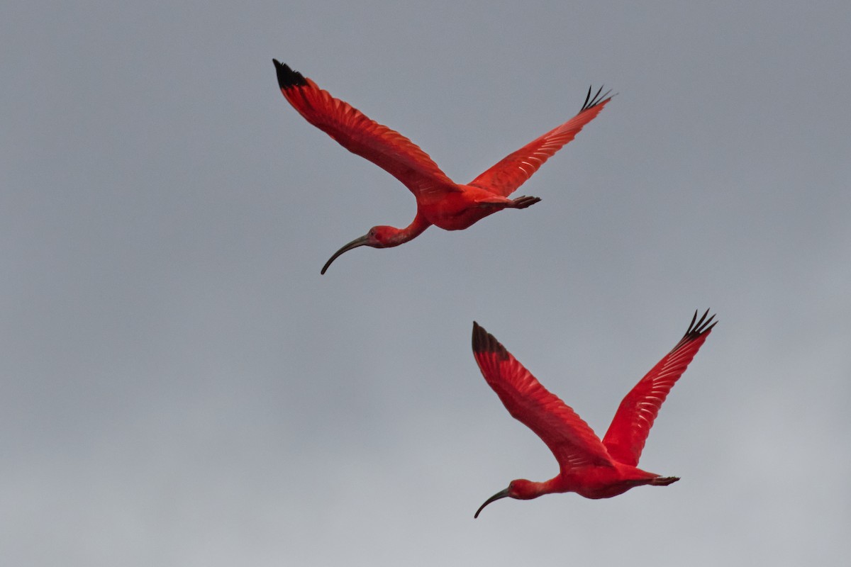 Ibis Escarlata - ML522312381