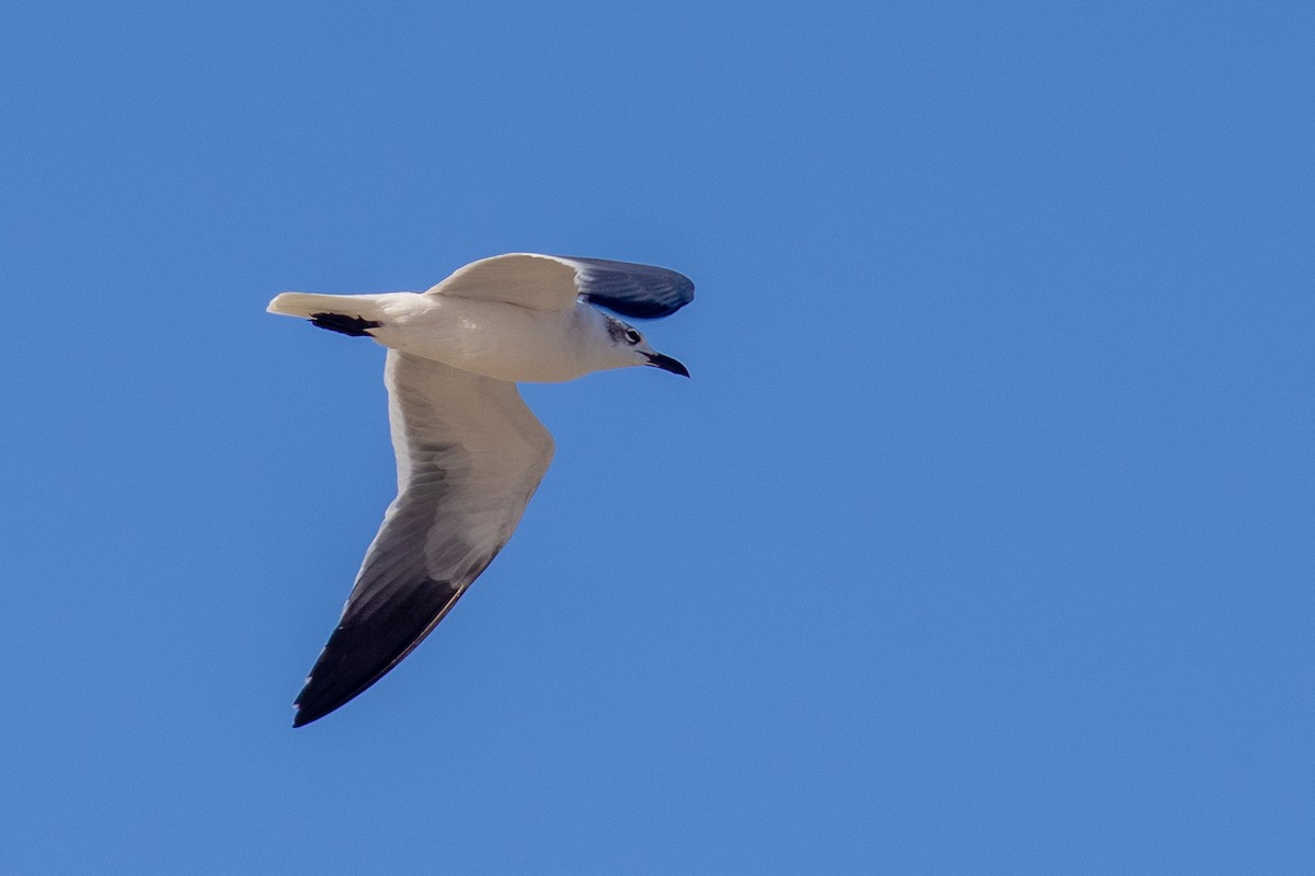 Laughing Gull - ML522312391