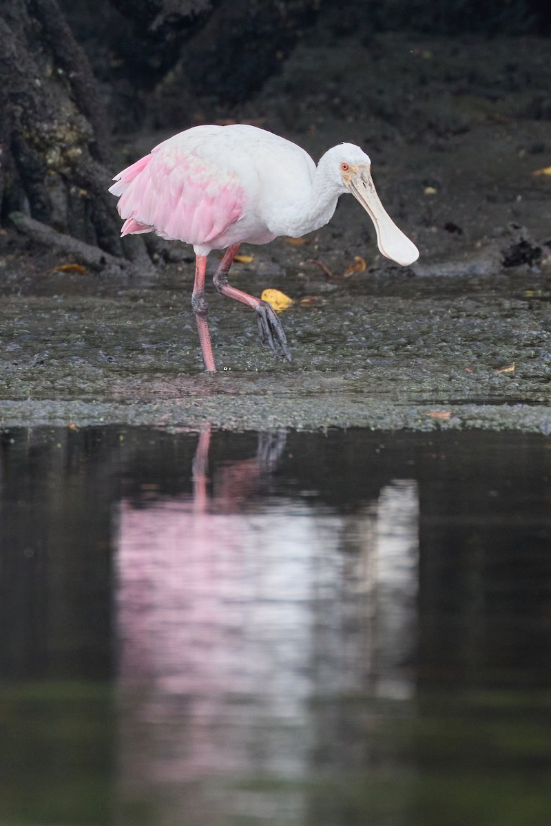 Roseate Spoonbill - ML522312471