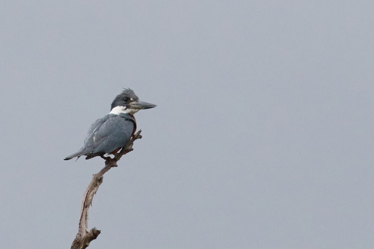 Ringed Kingfisher - ML522312531