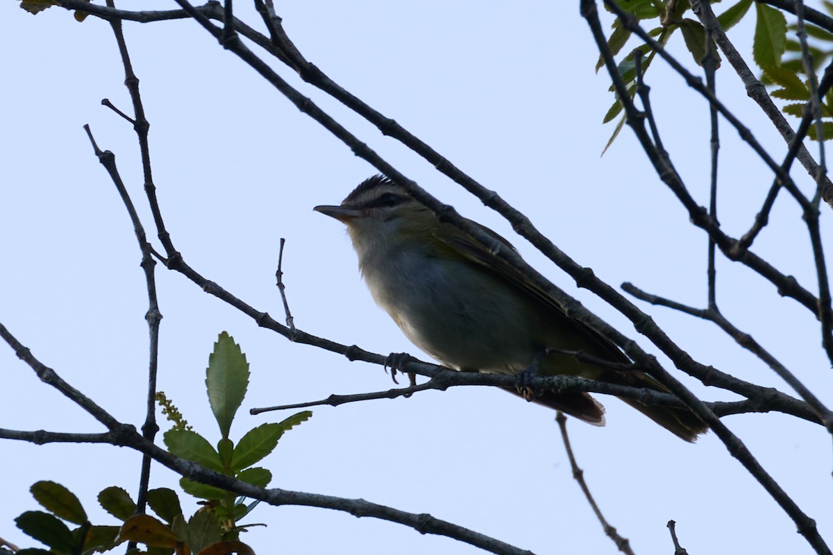 Vireo Chiví - ML522312711