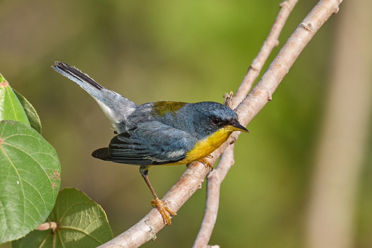 Tropical Parula - ML522312761