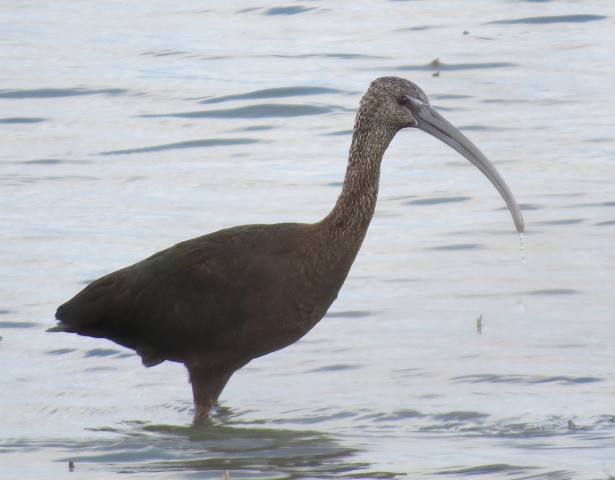 Glossy Ibis - Jackie Girouard