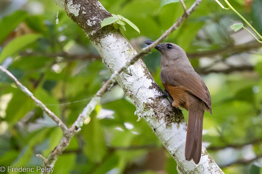 Raja Ampat Pitohui - Frédéric PELSY