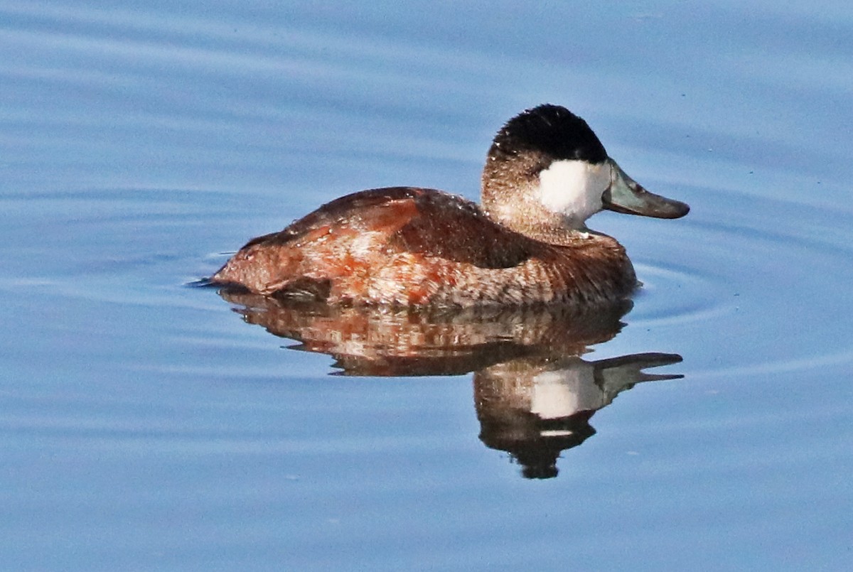 Ruddy Duck - ML522314451