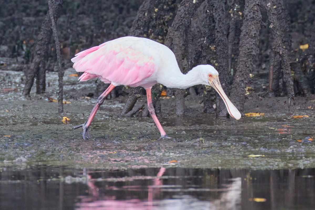 Roseate Spoonbill - ML522315221