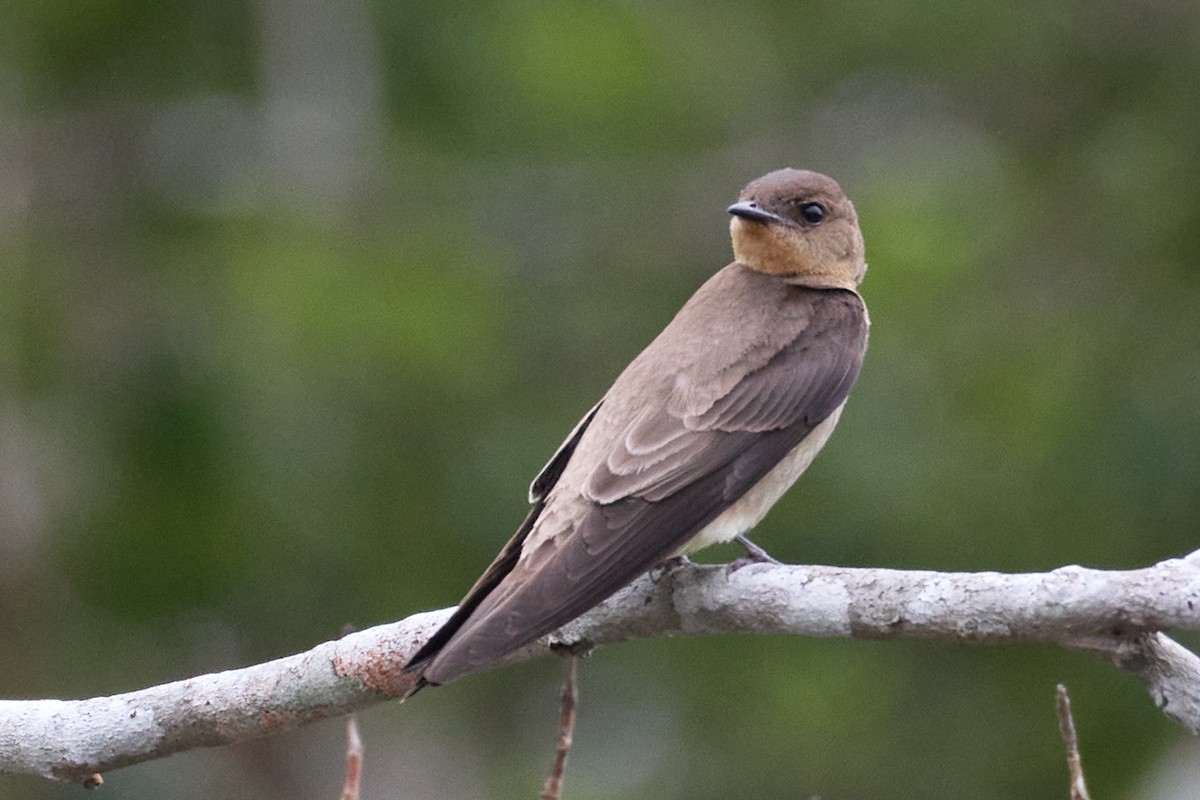 Southern Rough-winged Swallow - ML522315371