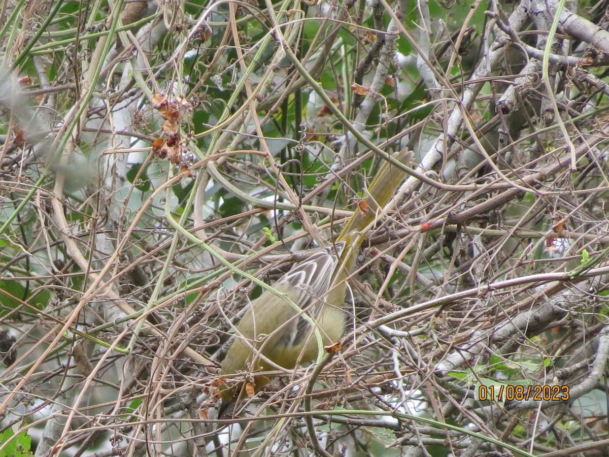 Oriole masqué - ML522315471