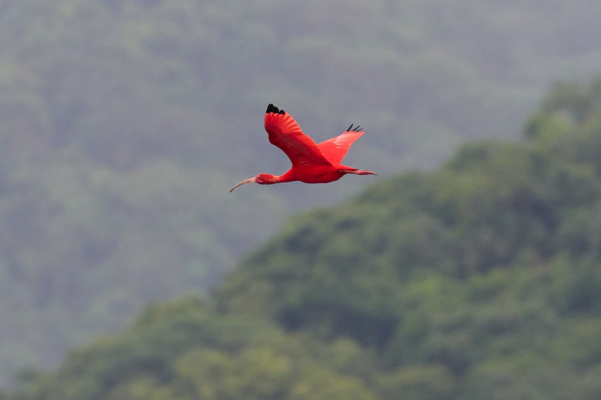 Scarlet Ibis - ML522315911