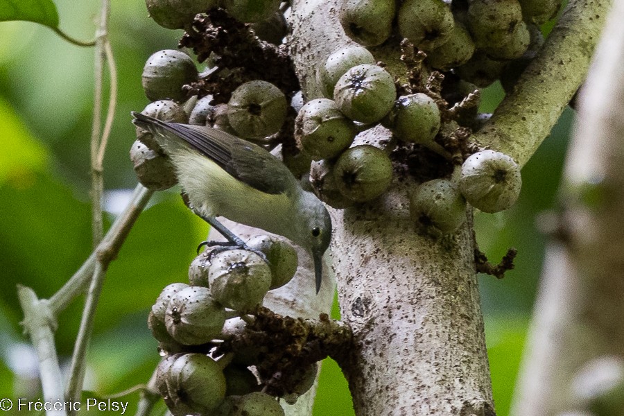 Spectacled Longbill - Frédéric PELSY