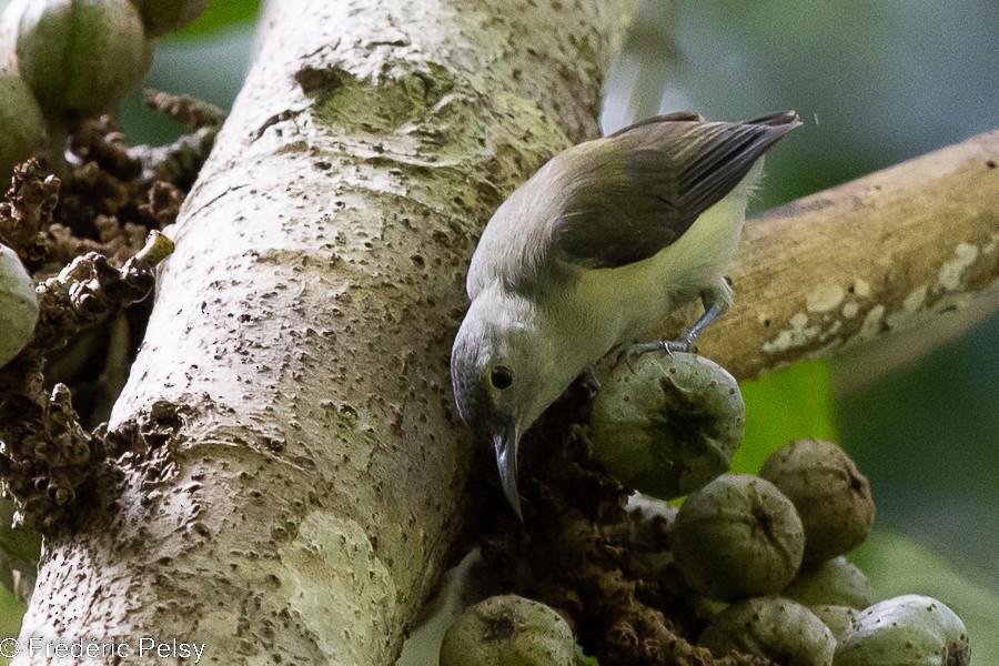 Spectacled Longbill - ML522315991