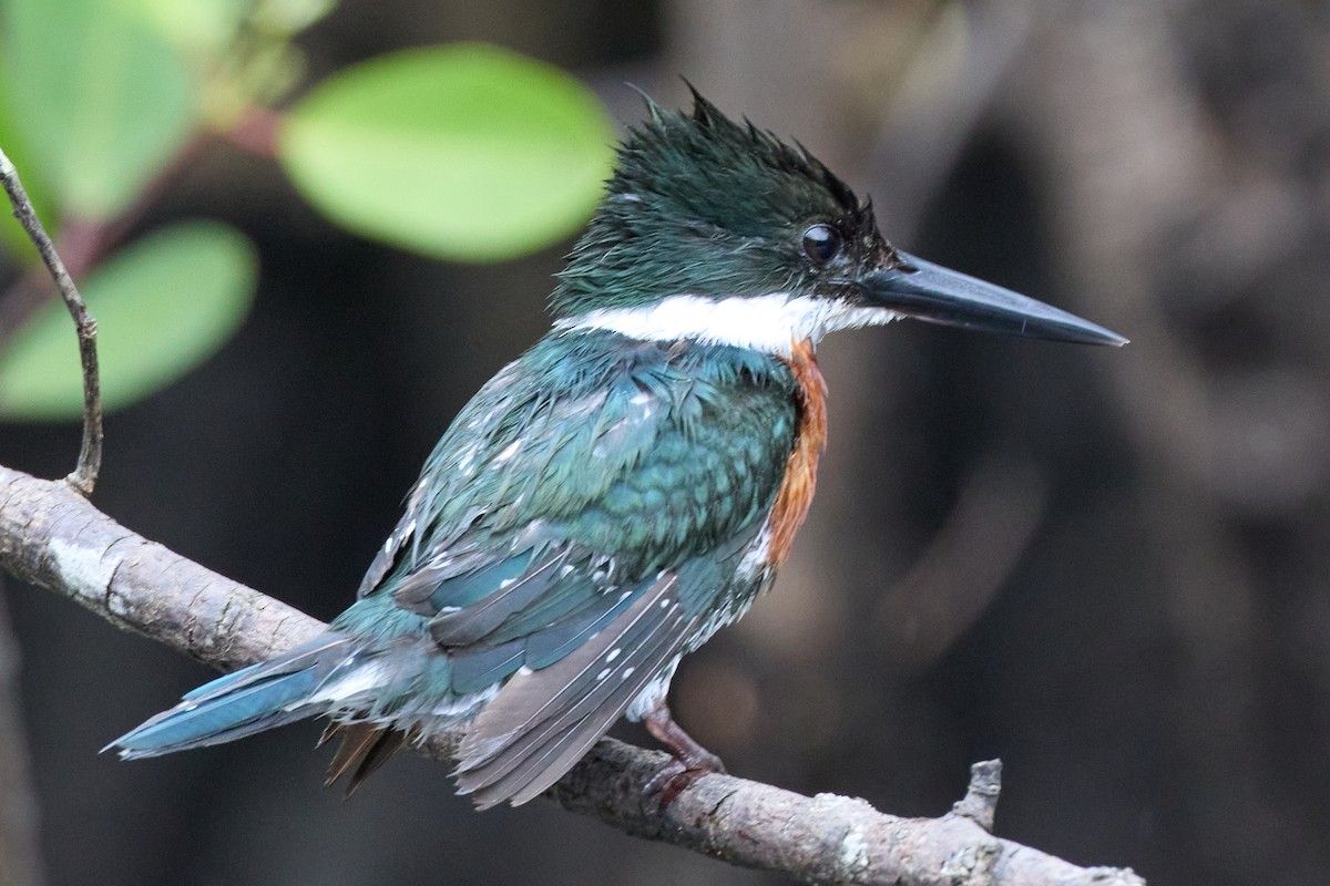 Green Kingfisher - Renato Banzai