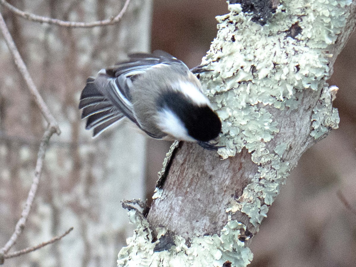 Black-capped Chickadee - ML522316011
