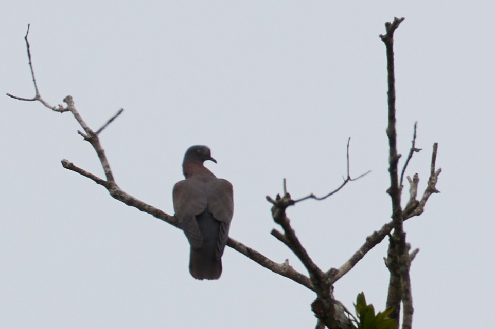 Pale-vented Pigeon - ML522316191