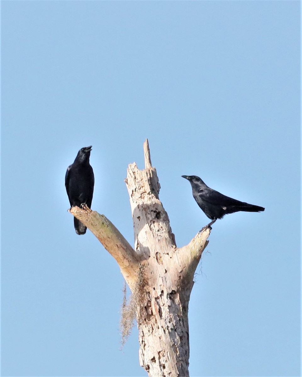 American Crow - ML522316611