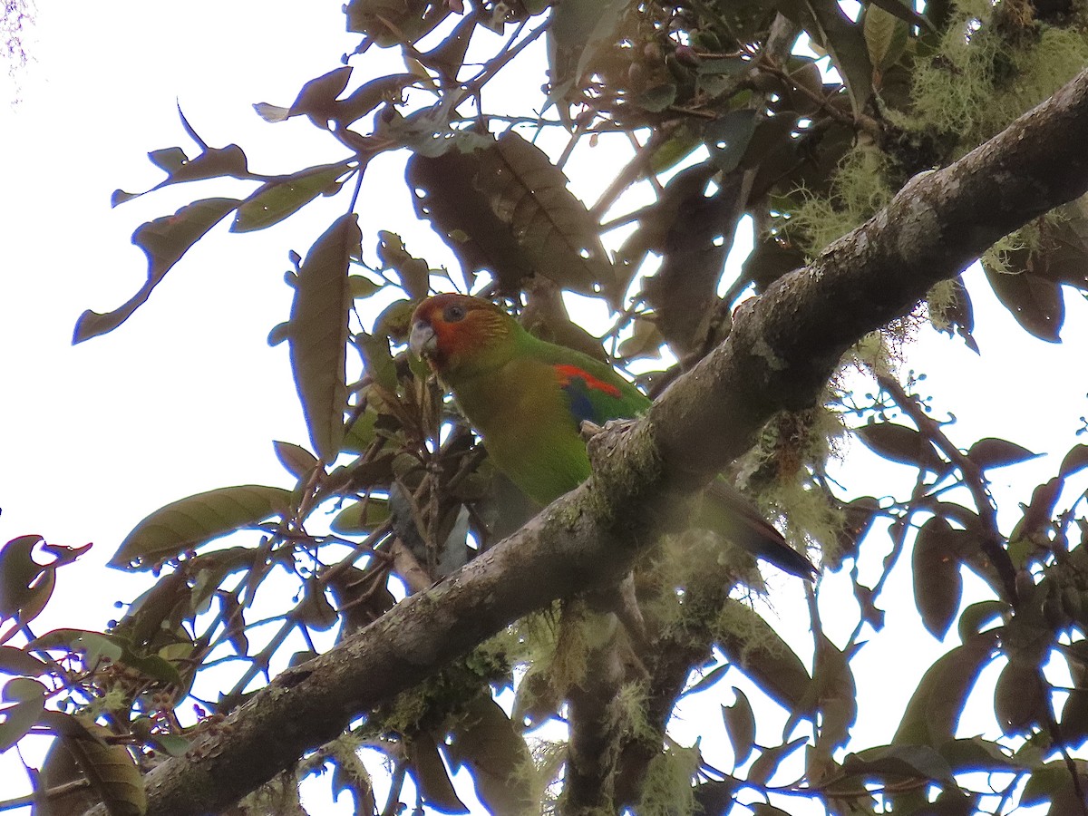 Rusty-faced Parrot - ML522316921