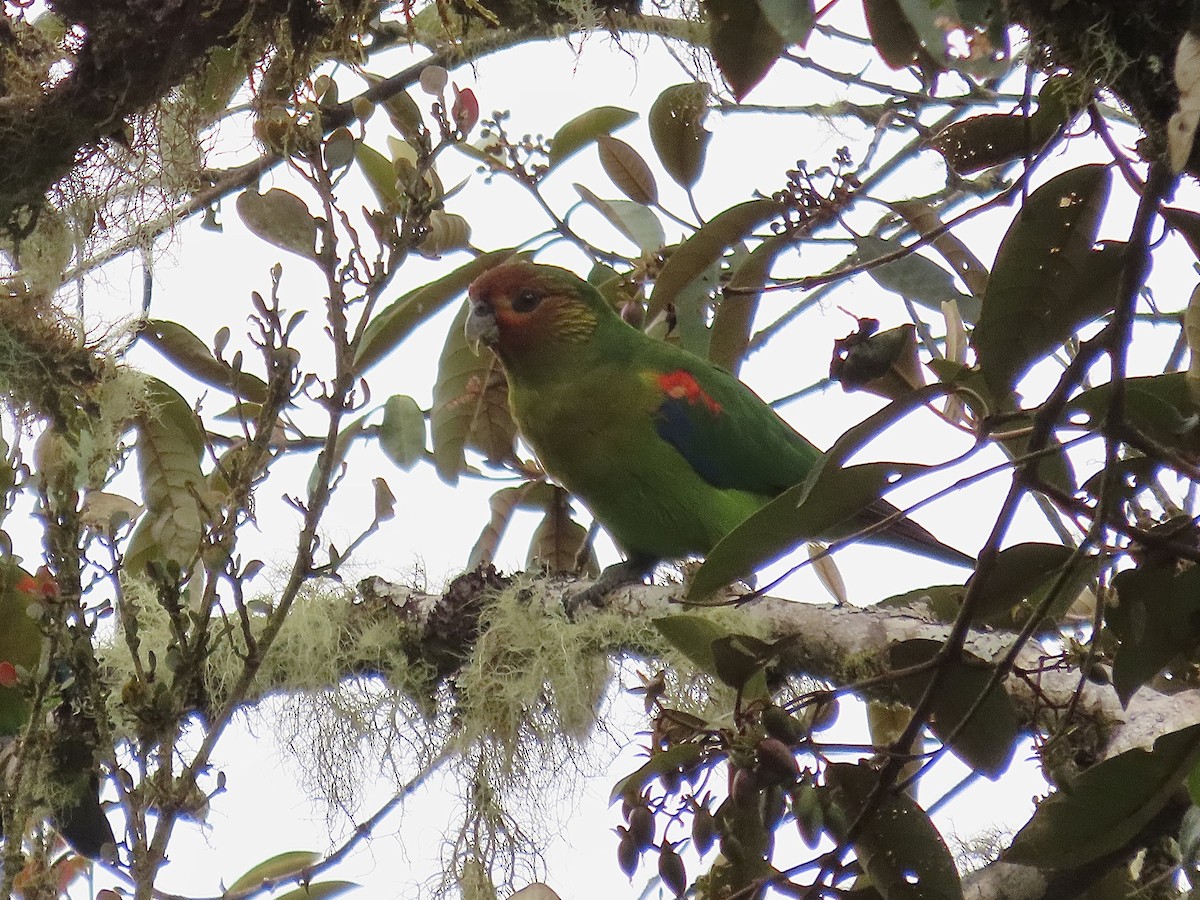 Rusty-faced Parrot - ML522316931