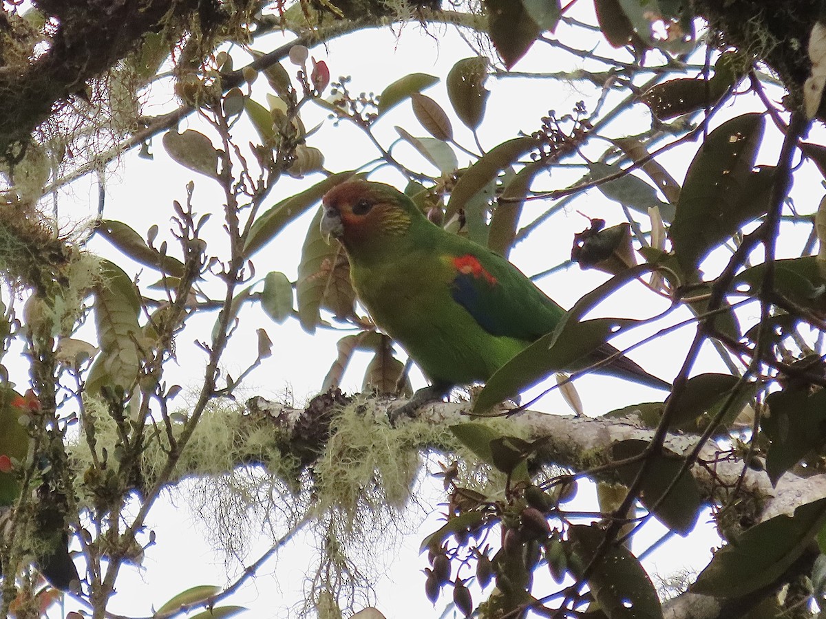 Lorito Amazonino - ML522316931