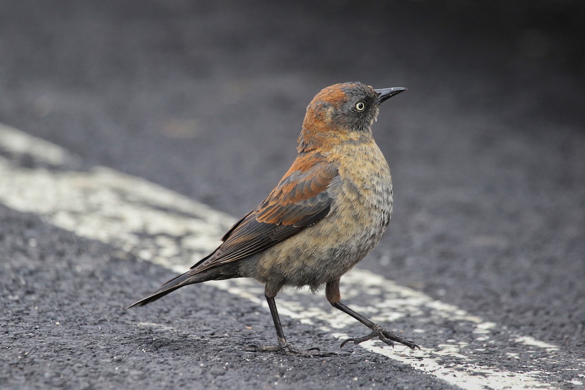 Rusty Blackbird - Eric Heisey