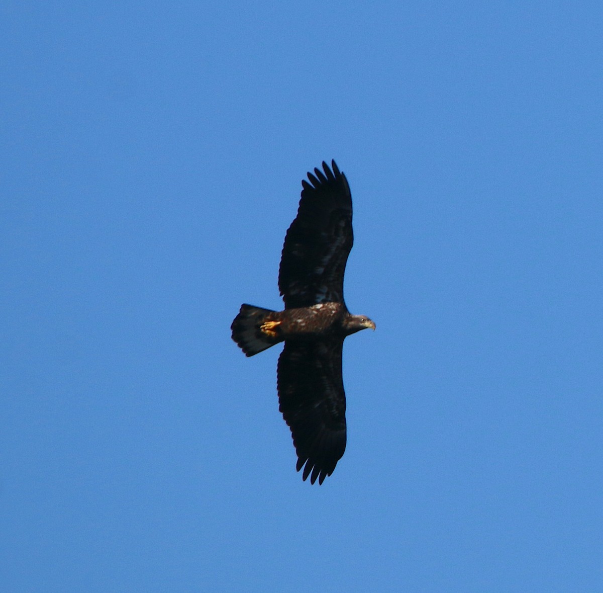 Bald Eagle - ML522320501