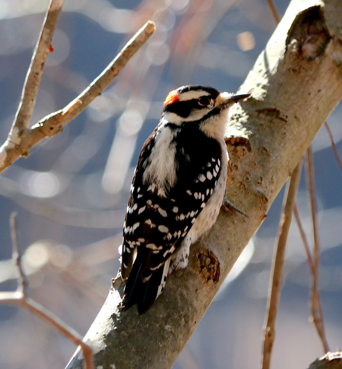 Downy Woodpecker - ML522320711