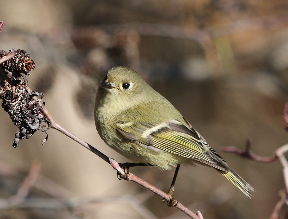 Ruby-crowned Kinglet - ML522320901