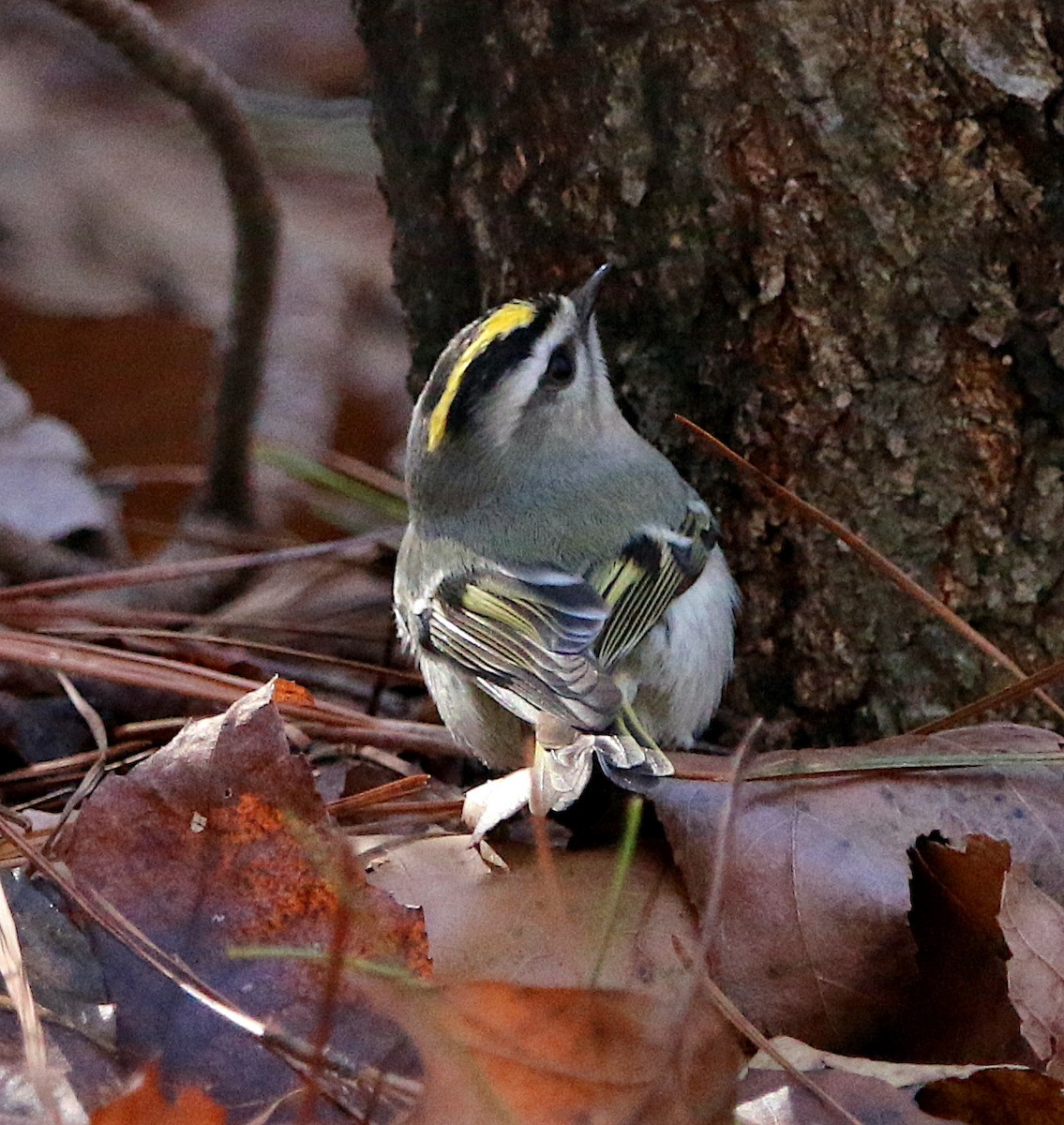 Golden-crowned Kinglet - ML522320931