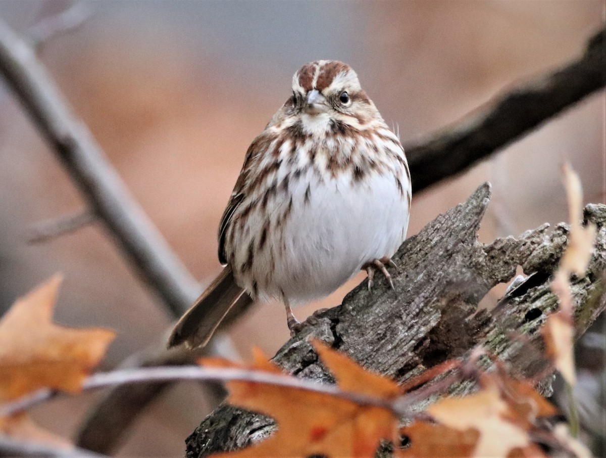 Song Sparrow - ML522320941