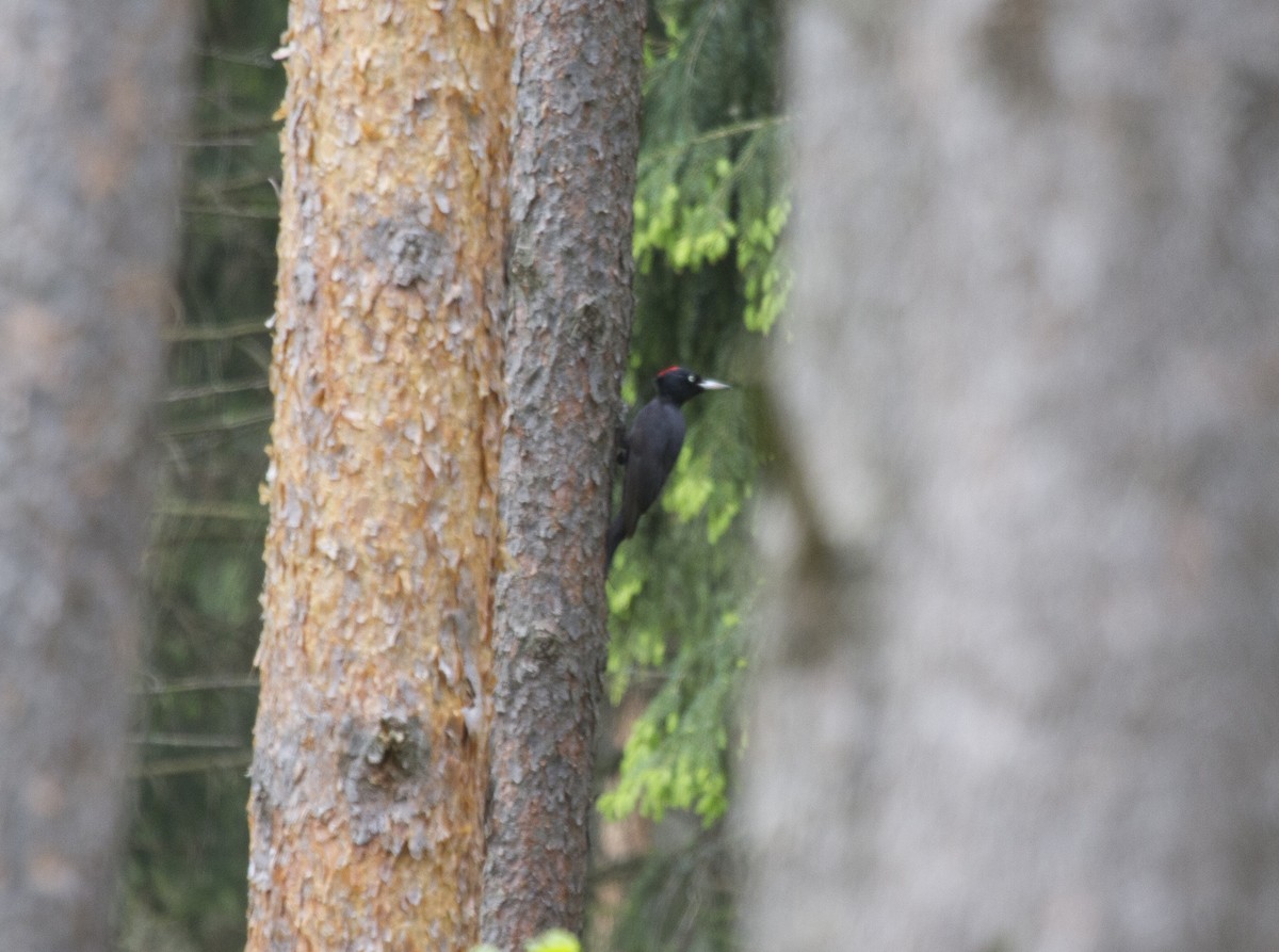 Black Woodpecker - Tom Bedford