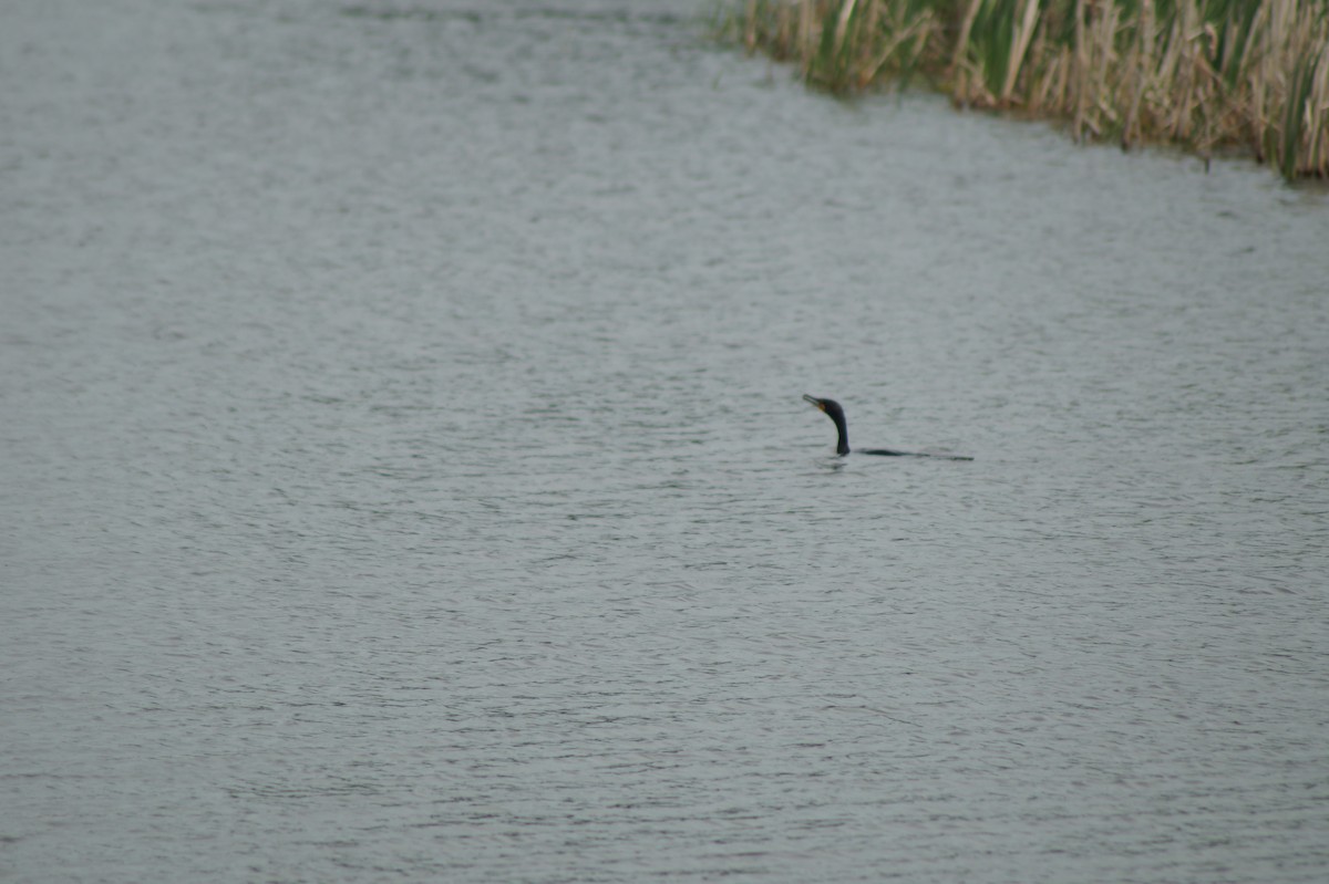 Double-crested Cormorant - ML52232191