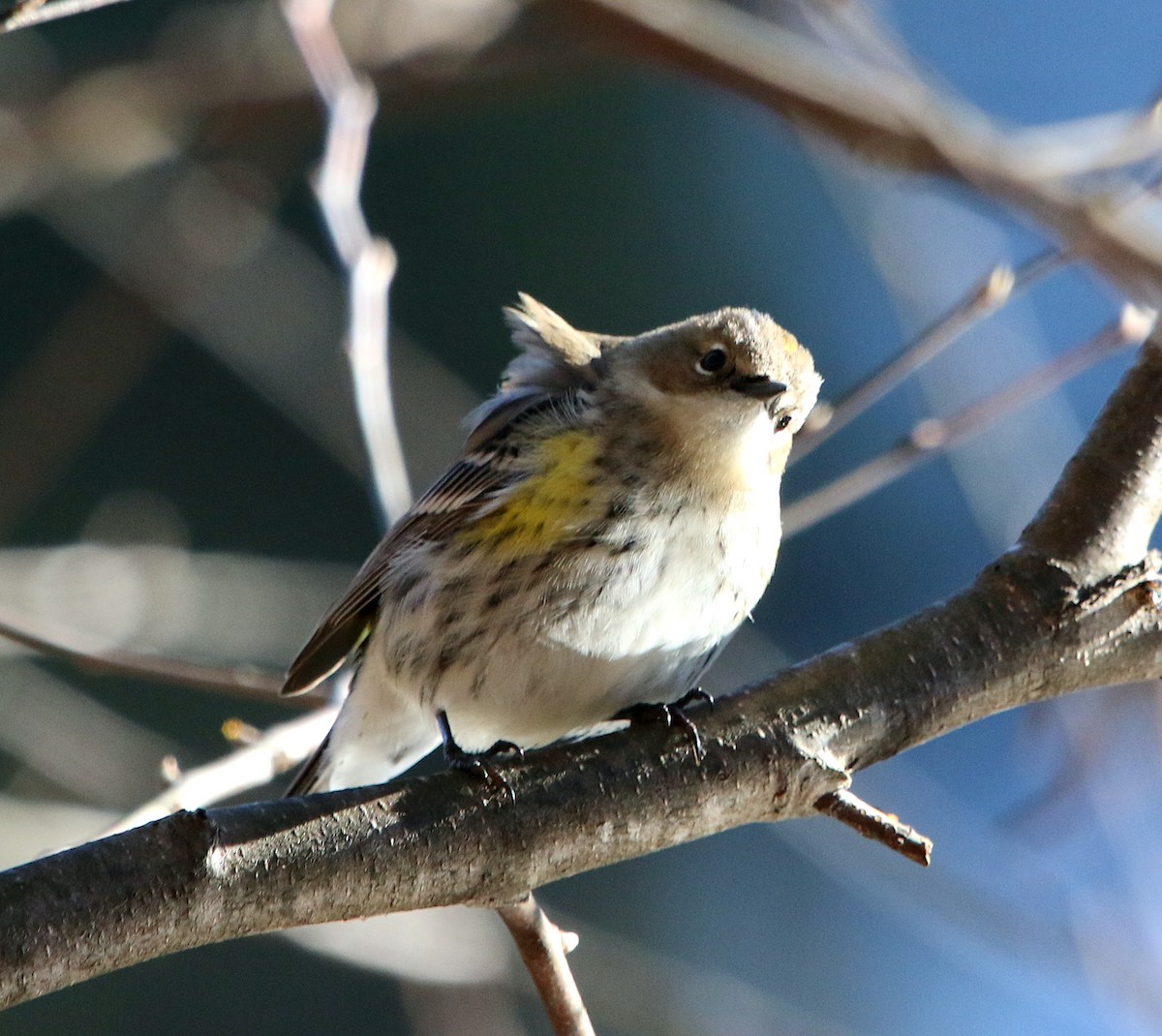Yellow-rumped Warbler - ML522322111